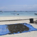 Seaweed laying out to dry